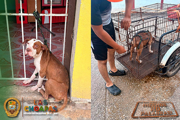 fotopequeño-Recuperado.jpg PERRO.jpg.jpeg